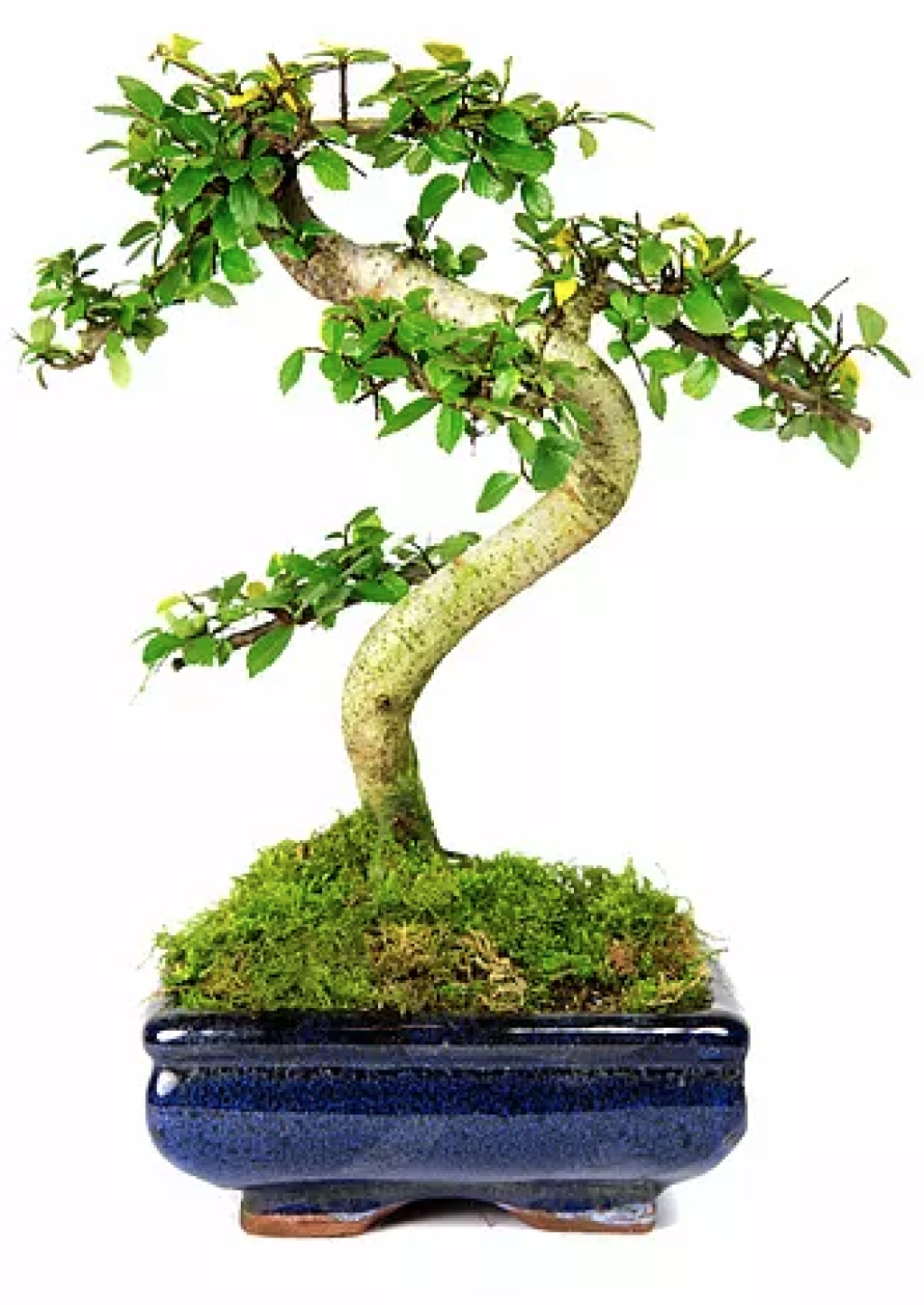 View Bonsai Forest For Sale Uk Images